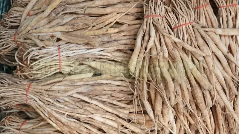 Cây bách bộ – Thảo dược quý trị ho và viêm phế quản 2