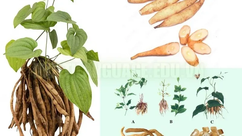 Cây bách bộ – Thảo dược quý trị ho và viêm phế quản 4