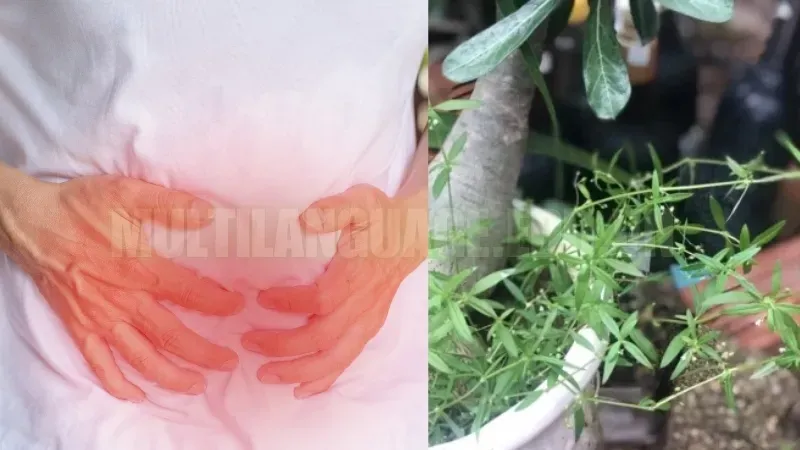 Cây cam thảo đất có tác dụng gì? Lợi ích không ngờ từ vị thuốc dân gian 8