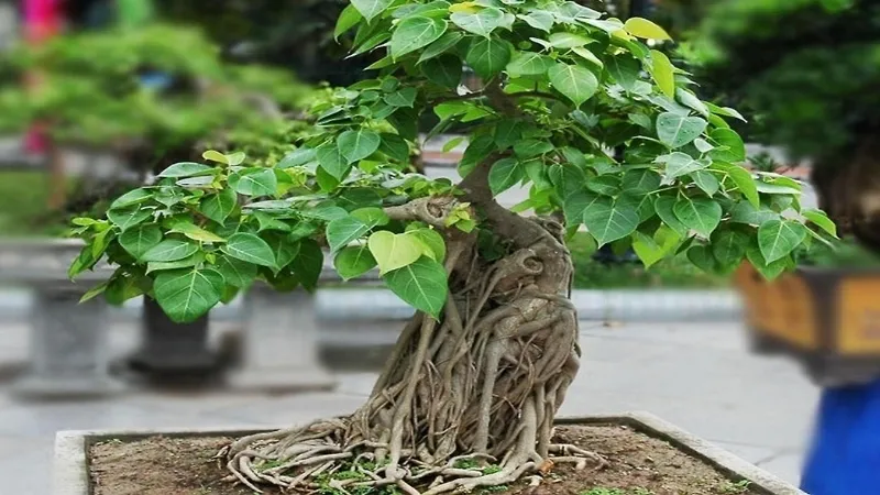 Cây Bồ Đề - Tăng cường sức khỏe và tinh thần với không gian xanh 6
