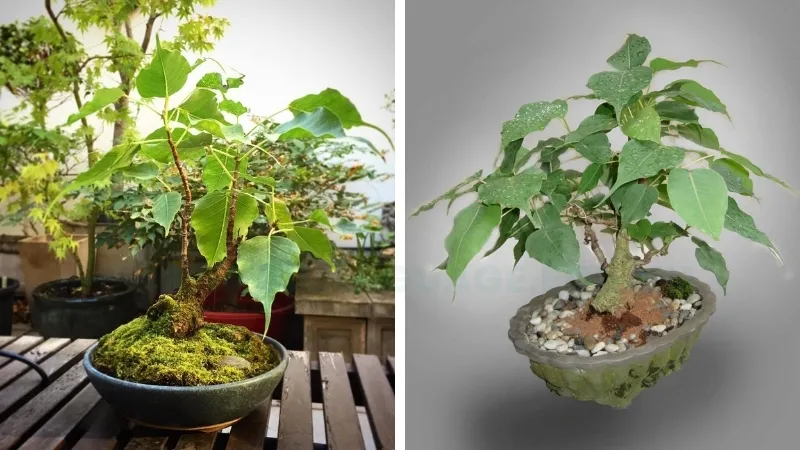 Cây Bồ Đề - Tăng cường sức khỏe và tinh thần với không gian xanh 8