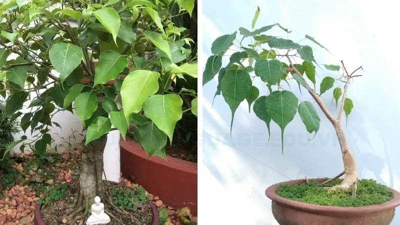 Cây Bồ Đề - Tăng cường sức khỏe và tinh thần với không gian xanh 1