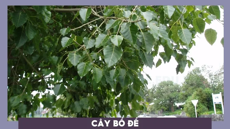 Cây Bồ Đề - Tăng cường sức khỏe và tinh thần với không gian xanh 9