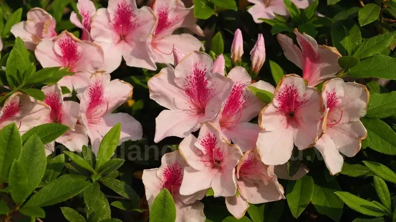Cây hoa đỗ quyên - Cách làm hoa đỗ quyên nở đẹp đúng dịp 1