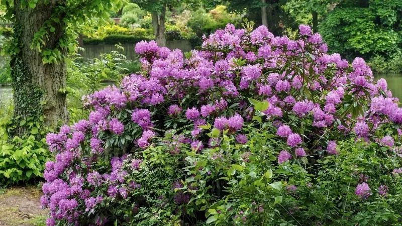 Cây hoa đỗ quyên - Cách làm hoa đỗ quyên nở đẹp đúng dịp 7