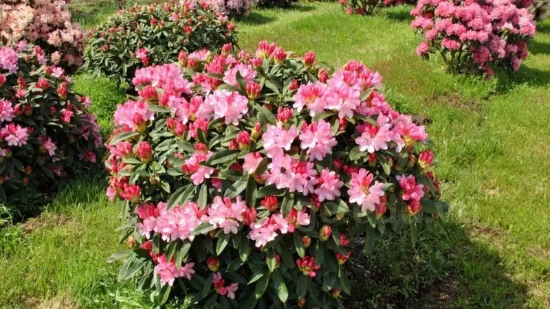 Cây hoa đỗ quyên - Cách làm hoa đỗ quyên nở đẹp đúng dịp 8