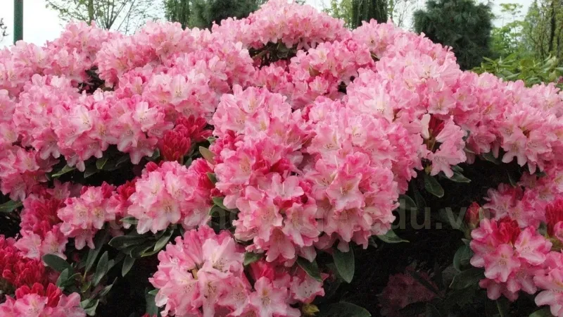 Cây hoa đỗ quyên - Cách làm hoa đỗ quyên nở đẹp đúng dịp 3
