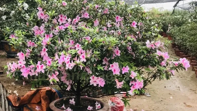 Cây hoa đỗ quyên - Cách làm hoa đỗ quyên nở đẹp đúng dịp 4
