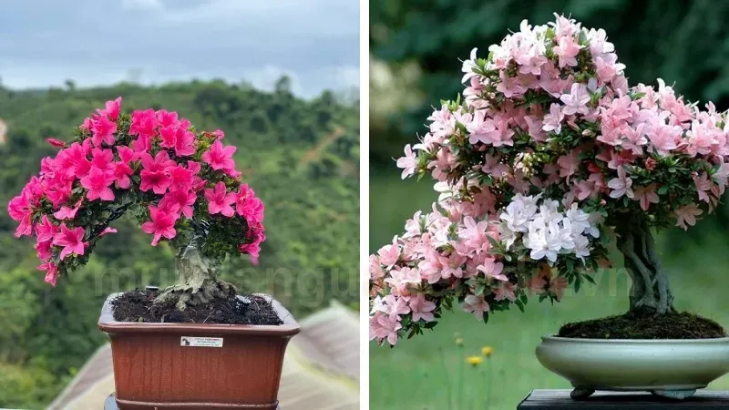 Cây hoa đỗ quyên - Cách làm hoa đỗ quyên nở đẹp đúng dịp 5