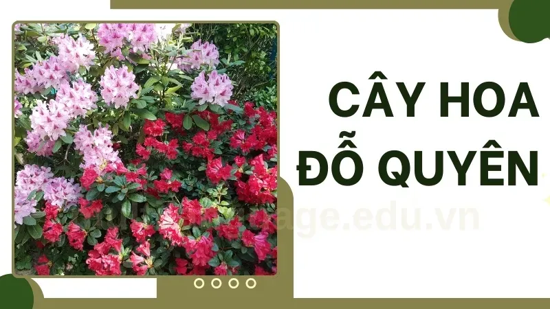 Cây hoa đỗ quyên - Cách làm hoa đỗ quyên nở đẹp đúng dịp 2