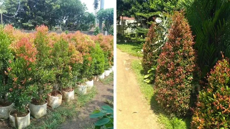 Cây Hồng Lộc có đem lại may mắn cho gia chủ không? 5