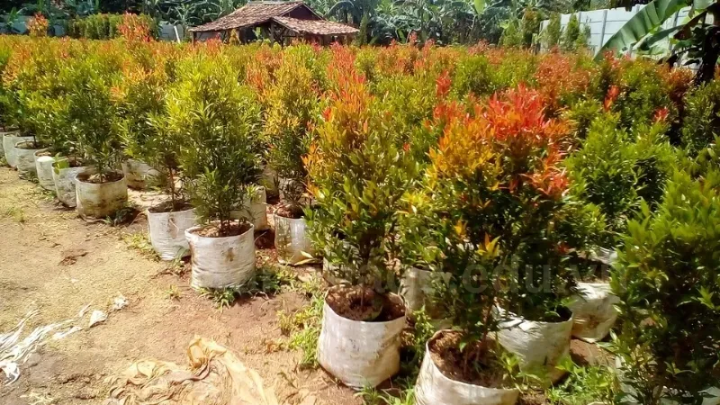 Cây Hồng Lộc có đem lại may mắn cho gia chủ không? 8