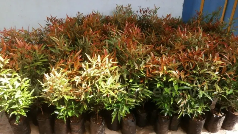 Cây Hồng Lộc có đem lại may mắn cho gia chủ không? 9
