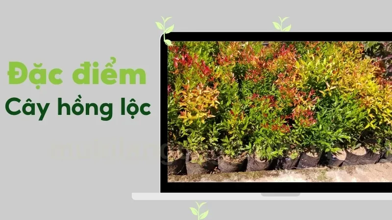 Cây Hồng Lộc có đem lại may mắn cho gia chủ không? 7