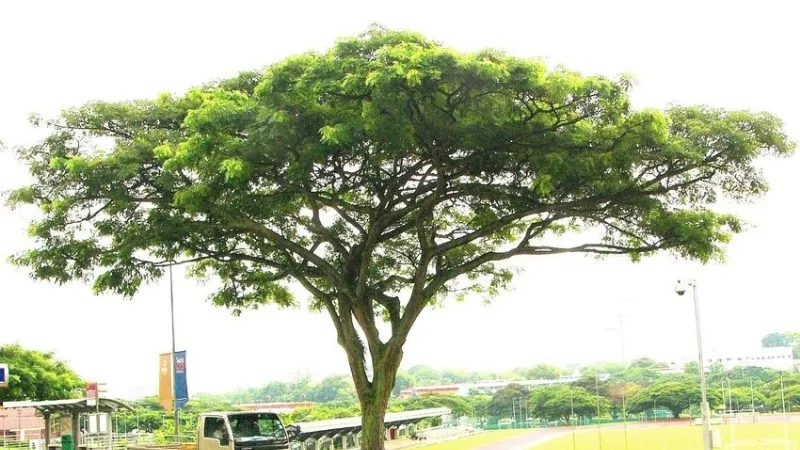Cây Me Tây - Giải pháp hoàn hảo cho không gian xanh và phong thủy 3