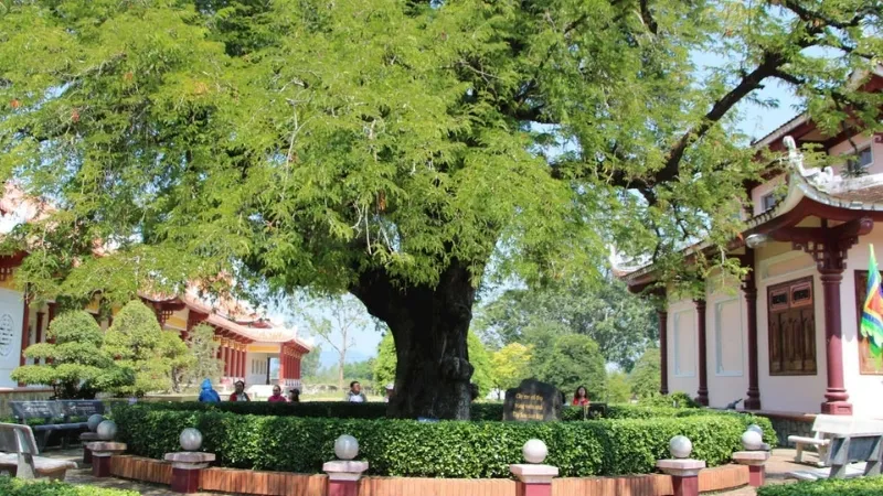 Cây Me Tây - Giải pháp hoàn hảo cho không gian xanh và phong thủy 4