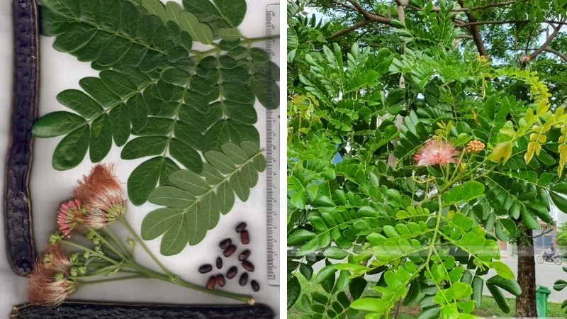 Cây Me Tây - Giải pháp hoàn hảo cho không gian xanh và phong thủy 5