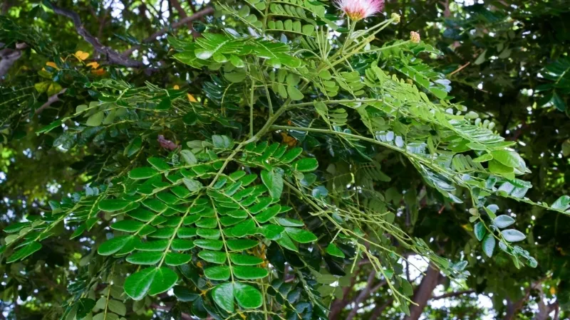 Cây Me Tây - Giải pháp hoàn hảo cho không gian xanh và phong thủy 6