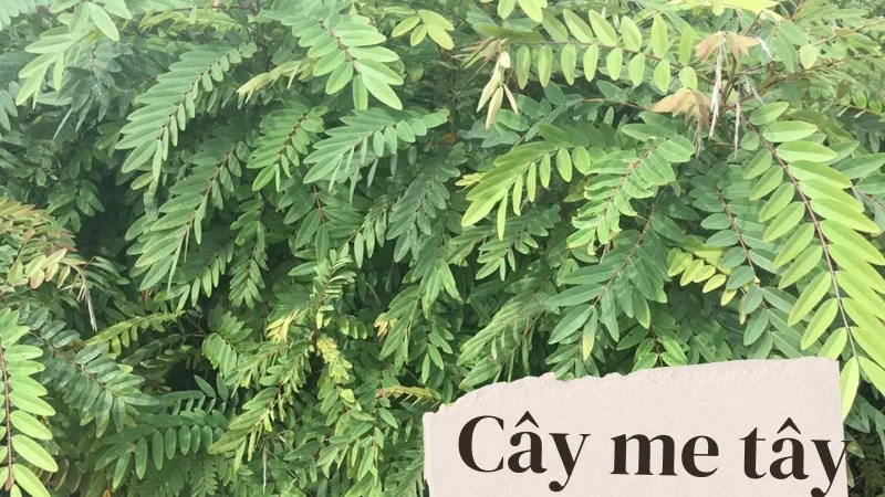 Cây Me Tây - Giải pháp hoàn hảo cho không gian xanh và phong thủy 7
