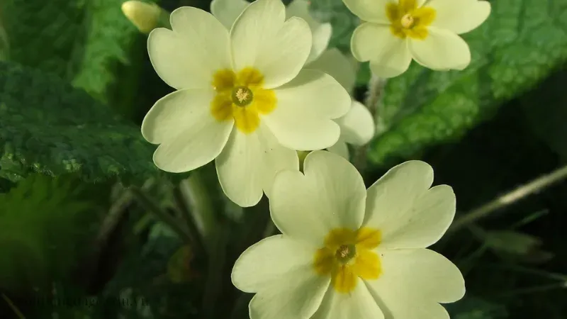 hoa anh thảo 1