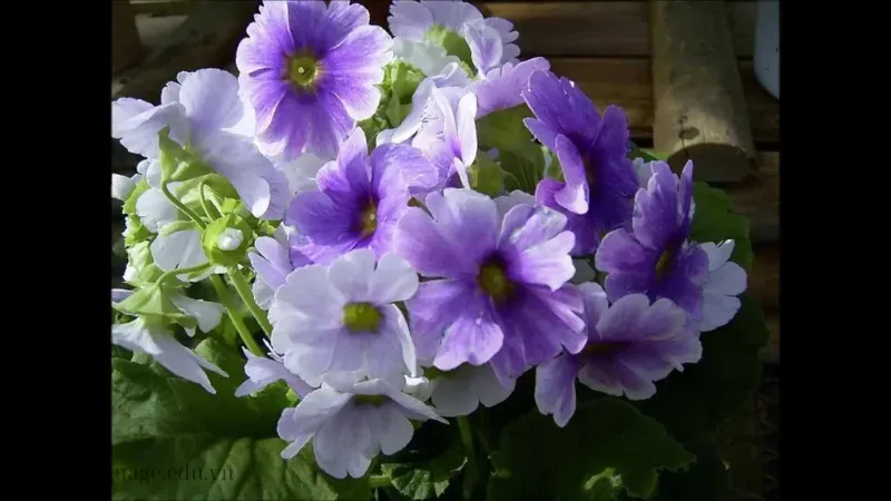 hoa anh thảo 2