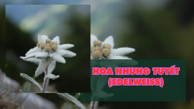 Hoa Nhung Tuyết 1