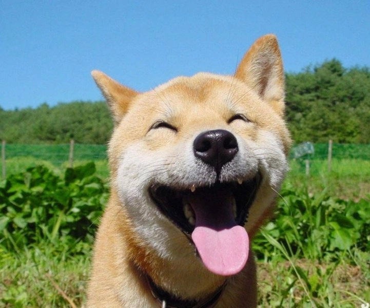 Chó shiba hoạt hình không chỉ dễ thương mà còn đầy tinh nghịch và hài hước!