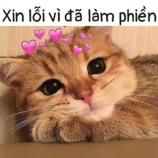 Những meme ảnh mèo cute này sẽ khiến trái tim bạn tan chảy.