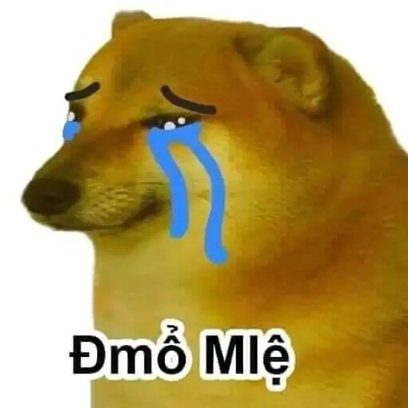 Ảnh meme hài chó luôn tạo cảm giác sảng khoái cho người xem.