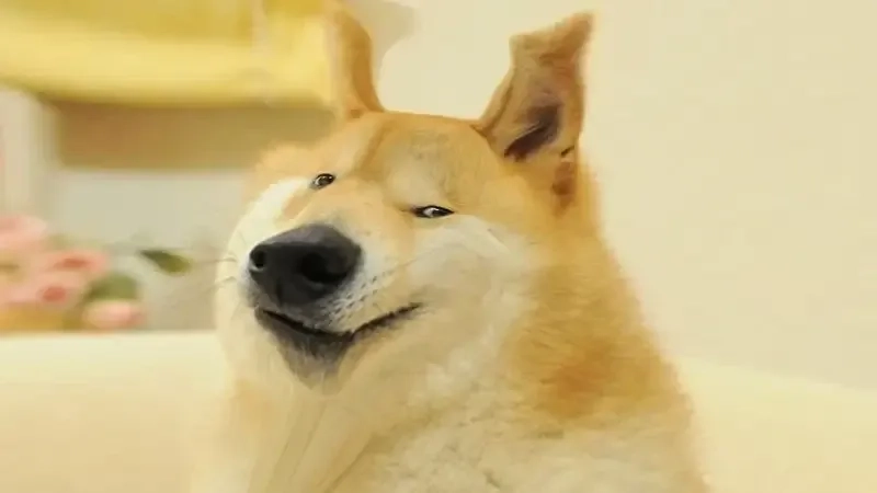 Sống chó meme mang đến những tình huống dở khóc dở cười.