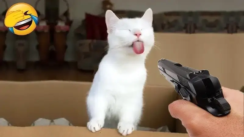 Ảnh meme mèo thả tim ngọt ngào và tạo ra cảm xúc ấm áp.