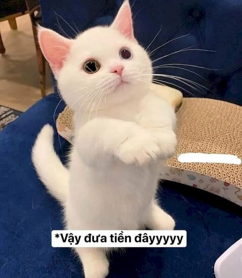 Những xin tiền meme dễ thương và hài hước.