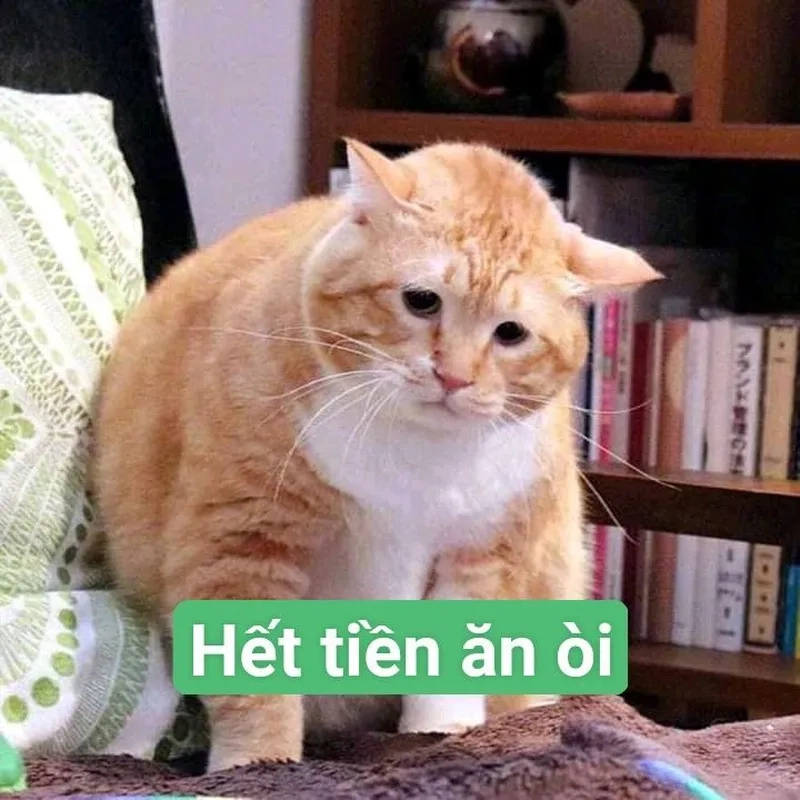 Những ví hết tiền meme khiến bạn cười đau bụng.