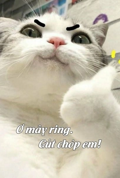 Buồn meme mèo khóc dễ dàng khiến bạn cảm nhận được sự đồng điệu trong tâm hồn.