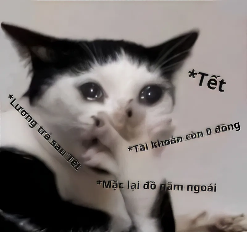 Những ảnh meme cho tiền hài hước và thú vị.