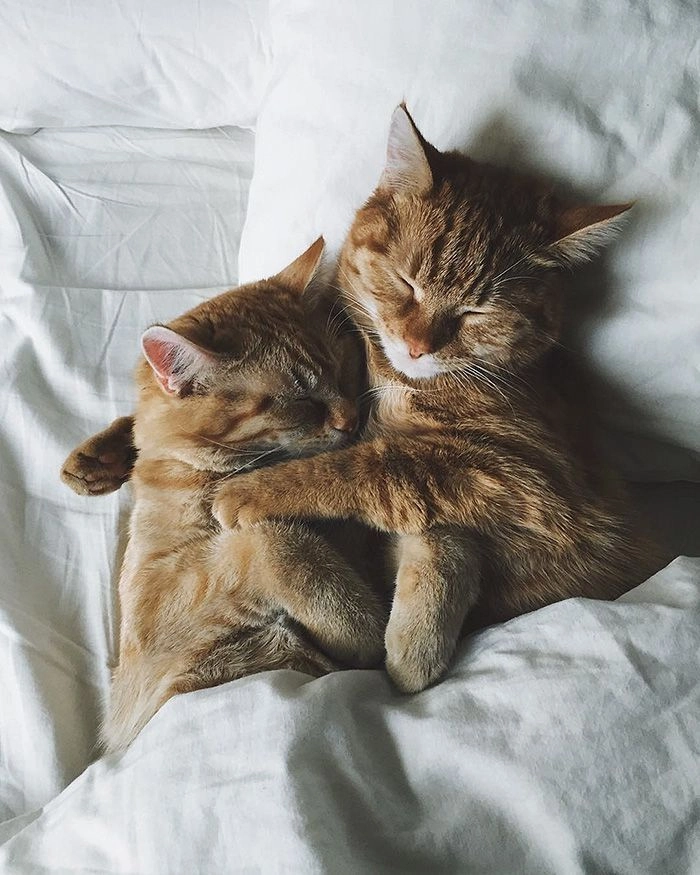 Nhìn meme mèo buồn ngủ đáng yêu làm tan chảy mọi trái tim.