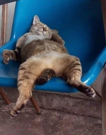 Bộ sưu tập ảnh mèo meme hài hước và sáng tạo cực chất.