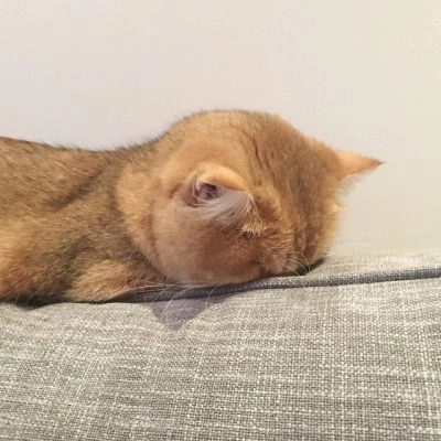 Tận hưởng những meme mèo cute khiến ai cũng mê mẩn.