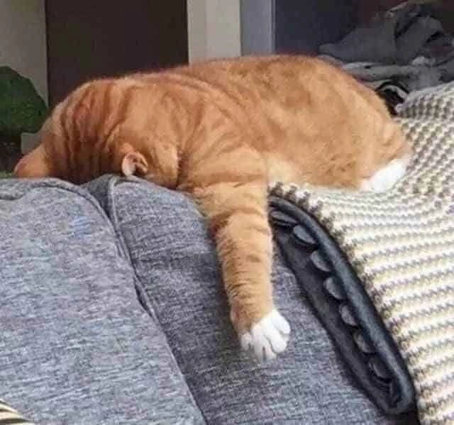 Cười nghiêng ngả với ảnh chế meme mèo bựa cực chất.