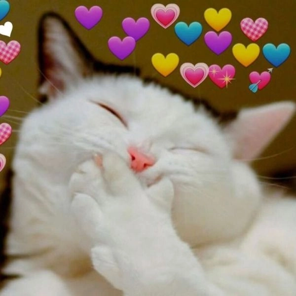 Khám phá meme mèo cầm dao với biểu cảm vừa đáng sợ vừa đáng yêu.