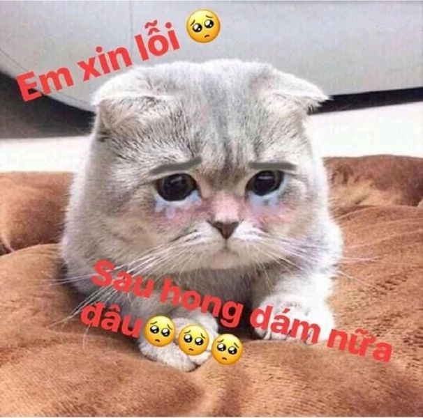 Những meme con mèo độc đáo mang lại tiếng cười không ngớt.