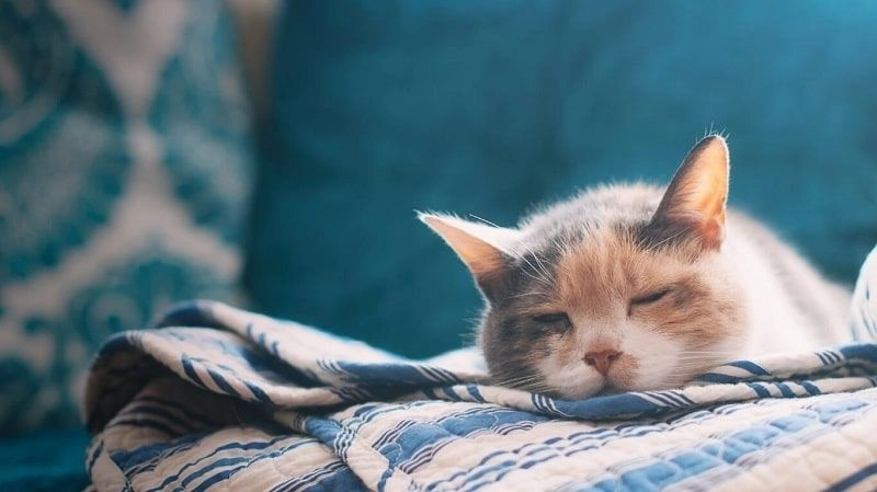 Bộ sưu tập hình mèo meme hài hước và sáng tạo.