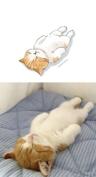 Khám phá mèo buồn meme với biểu cảm buồn đáng yêu không cưỡng lại được.
