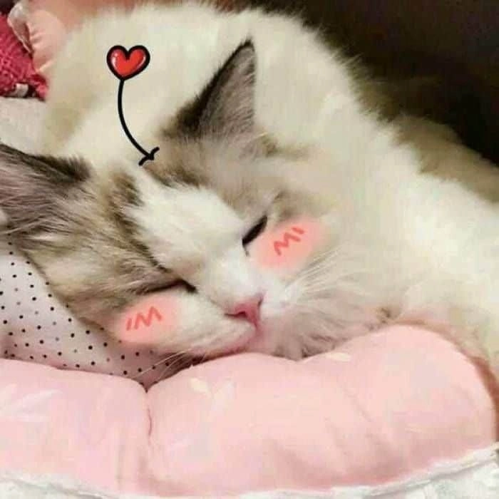 Cười sảng khoái với ảnh meme con mèo siêu đáng yêu.