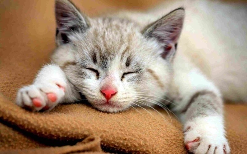Những meme mèo khóc cute dễ thương và đầy cảm xúc.