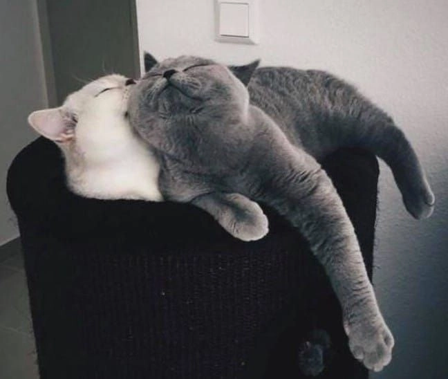 Độc đáo với meme mèo tặng hoa dễ thương và ngộ nghĩnh.