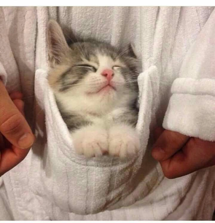 Hài hước với meme mèo cầm súng, biểu cảm siêu ngầu.