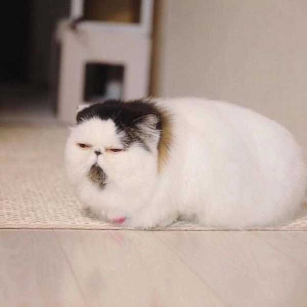 Khám phá meme mèo buồn với biểu cảm đáng yêu và dễ thương.