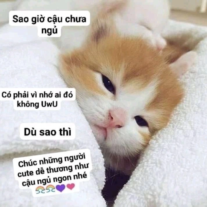 Tận hưởng meme mèo dỗi cực đáng yêu và hài hước.