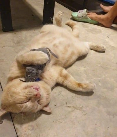 Những mèo meme cute siêu dễ thương dành cho bạn.